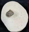 Top Quality Acanthopyge (Lobopyge) Trilobite #21234-5